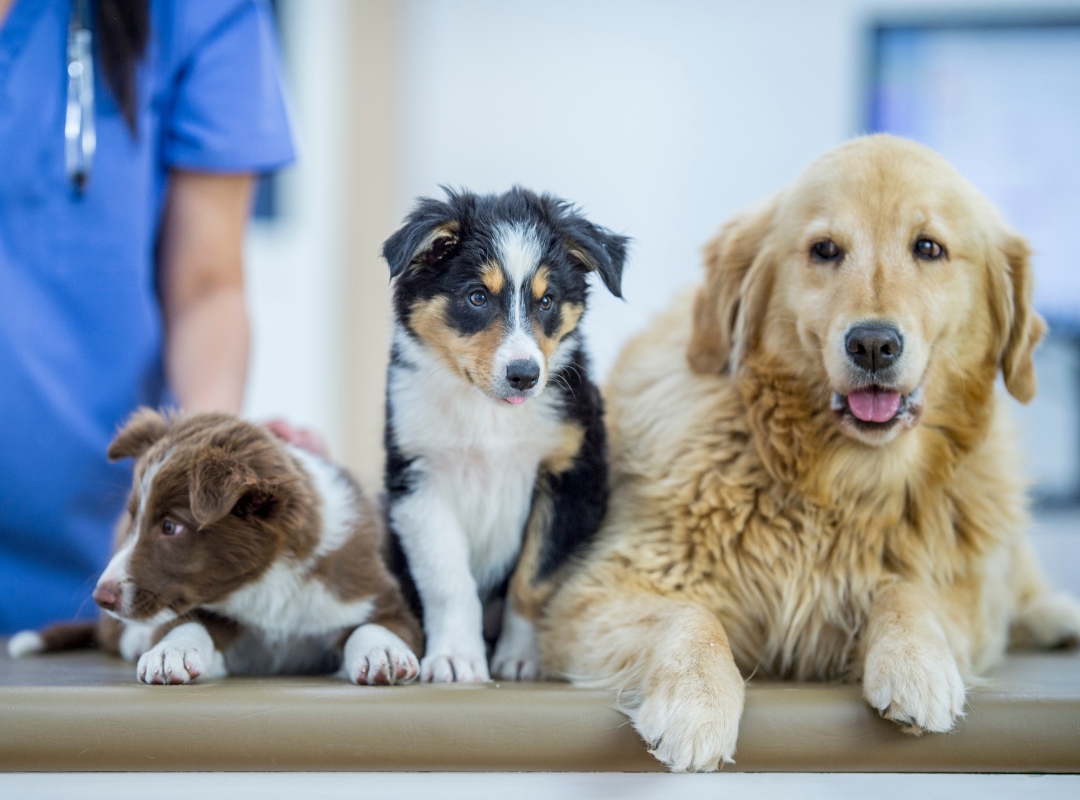 Three dogs sitting on a table with a vet