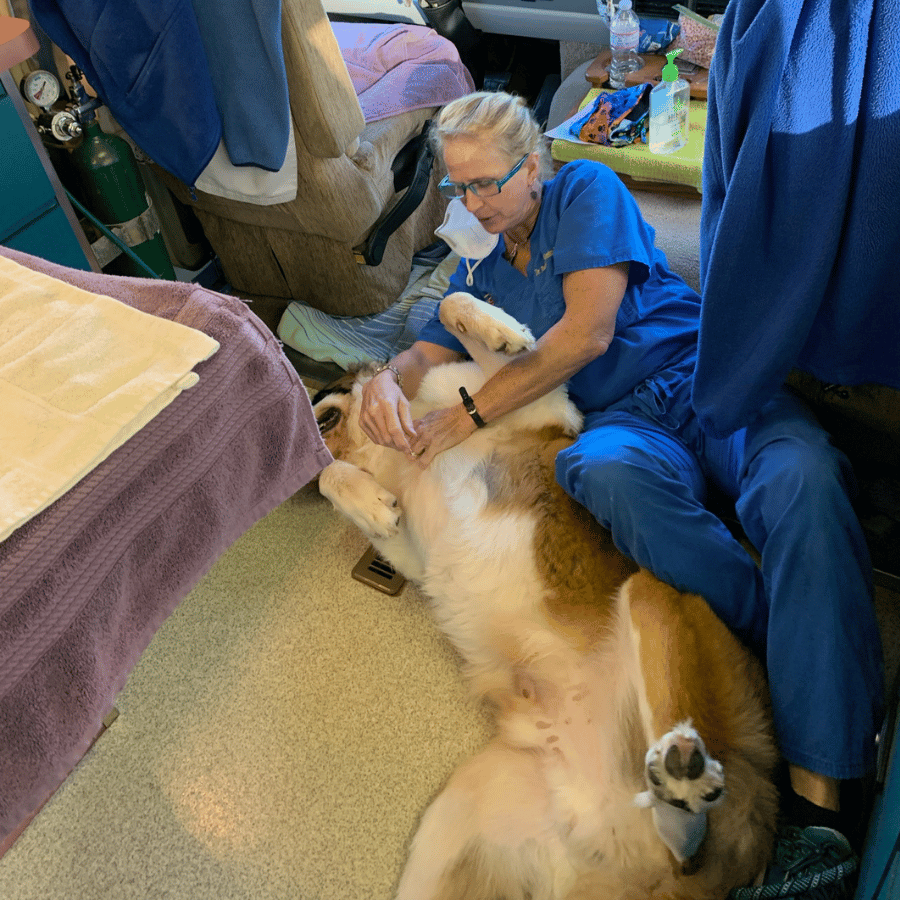 A vet Examines a dog