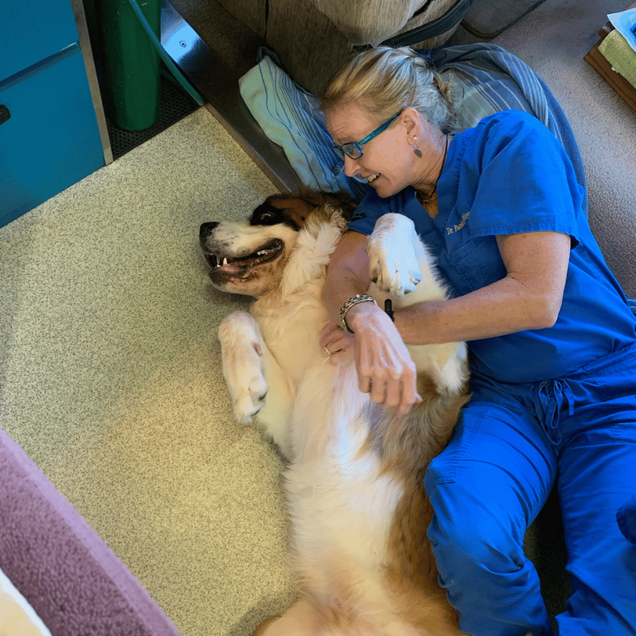 A vet petting a dog