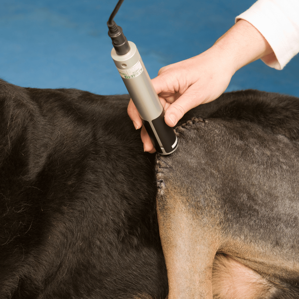 A person performing laser surgery on a dog's leg