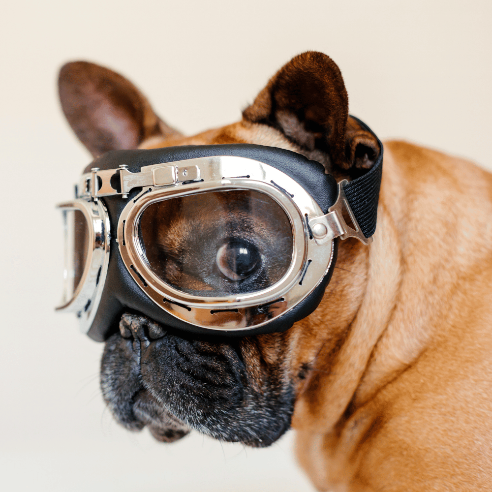 A dog sporting stylish goggles