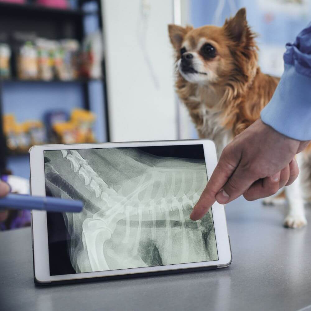 Dog with a digital Xray