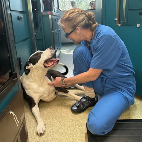 vet treating a white and black dog