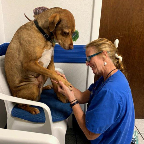 vet checking on the paw of a brown dog